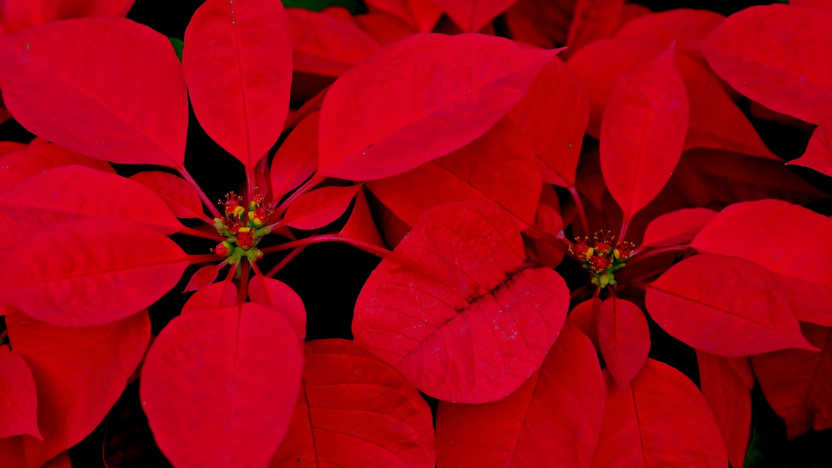 Ripon High Booster Club Launches Annual Poinsettia Fundraiser — Orders Open Now