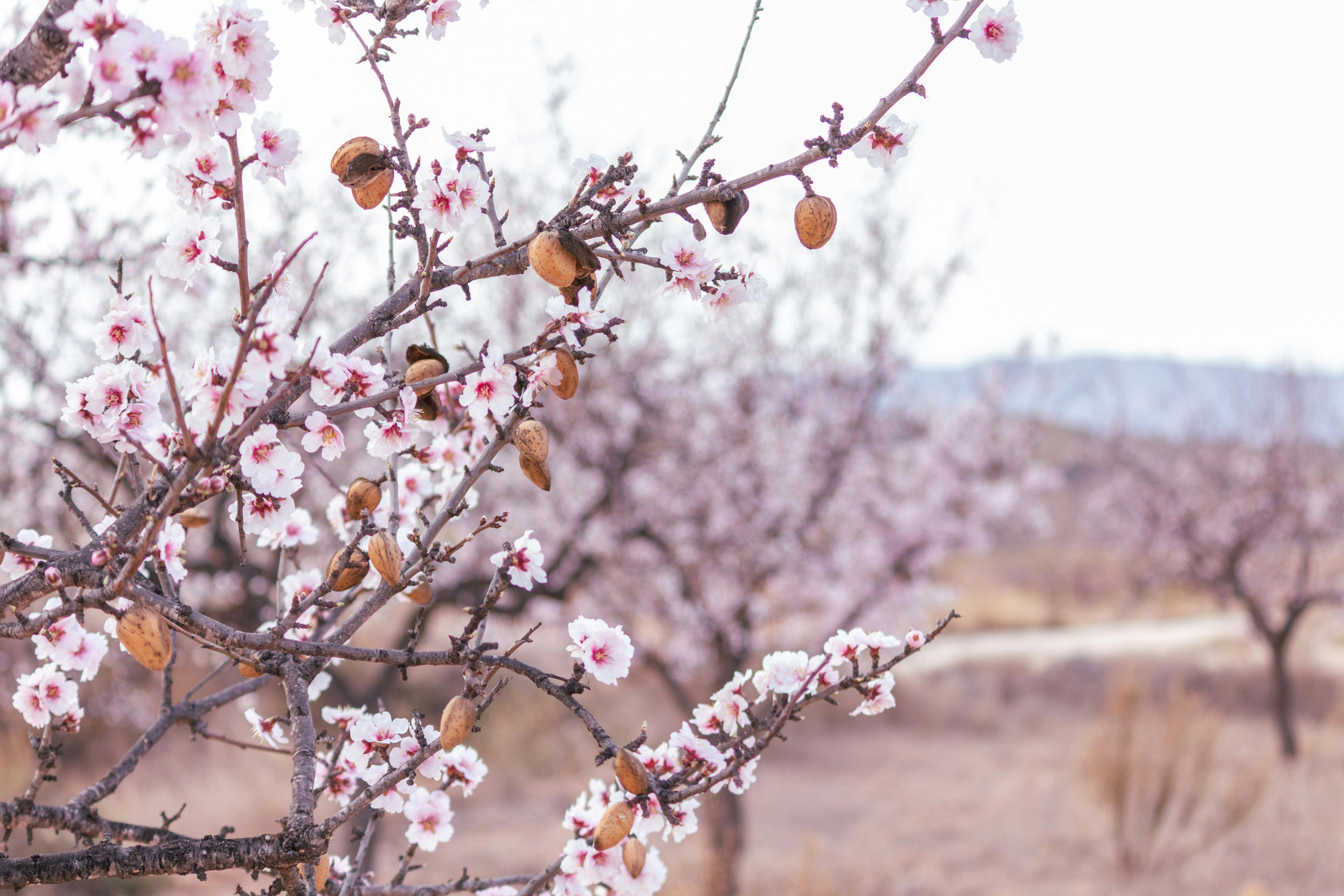 Blue Diamond Releases 2026 Almond Crop Estimate