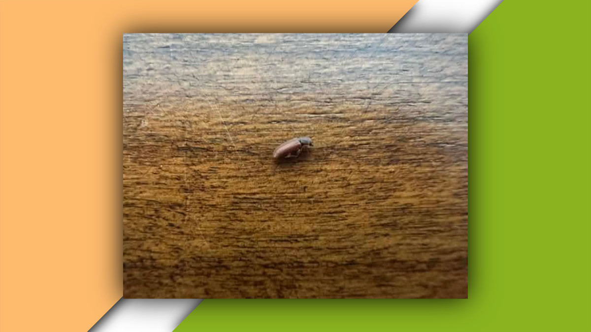Ripon Residents Seek Answers Over Bug Concerns in Vineyards Neighborhood